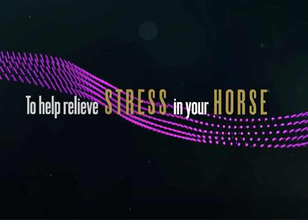 Musical Soundtrack to Help Calm Your Horse During Stressful Fourth of July Holiday