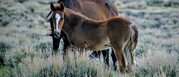 Virtual AQHA Members Services