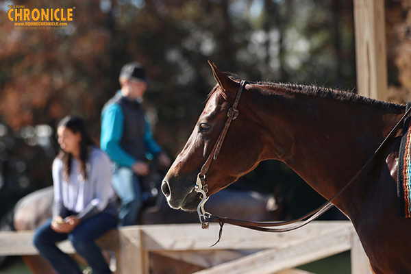 Feeding Performance Horses in 5 Easy Steps