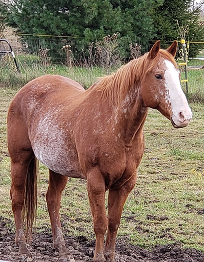 A Paint Horse’s Struggle With Equine Cushing’s Disease