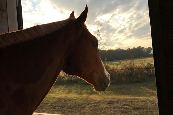 AQHA Offering Limited-Time Aged-Horse Registration Savings