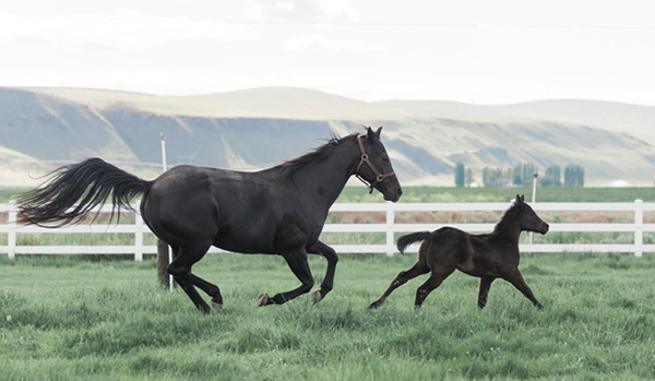 Newest 50-Year AQHA Breeders