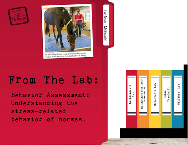 From the Lab: Behavior Assessment- Understanding Stress-Related Behavior of  Horses | Equine Chronicle