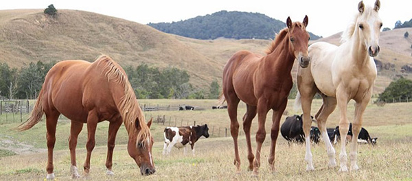 Apply For AQHA Best Remuda Award