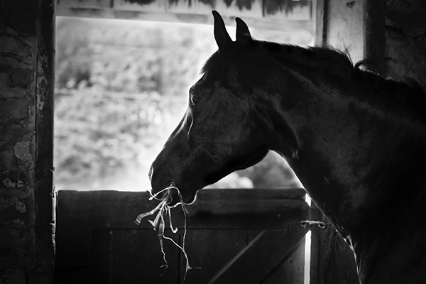 Don’t Let Dust Diminish Your Horse