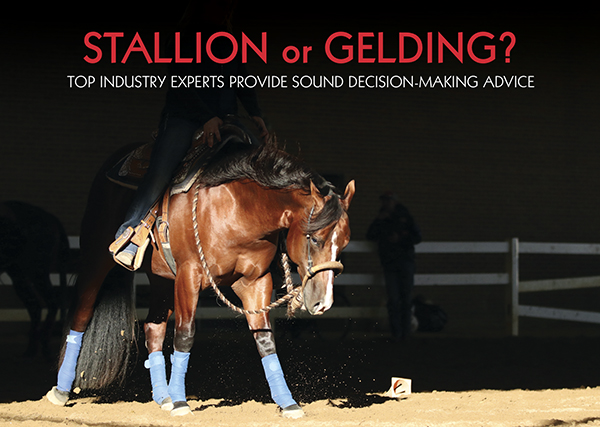 Stallion or Gelding?