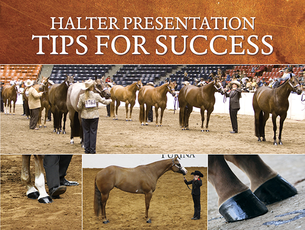Halter Presentation – Tips For Success