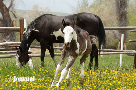 Parentage Verification Required On All New APHA Registrations Starting January 1, 2022