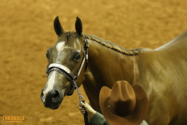 Do Horses Recognize Themselves in the Mirror?