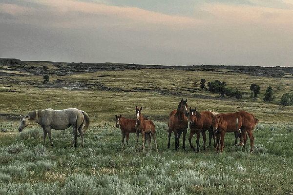 2022 AQHA Rulebook Now Available