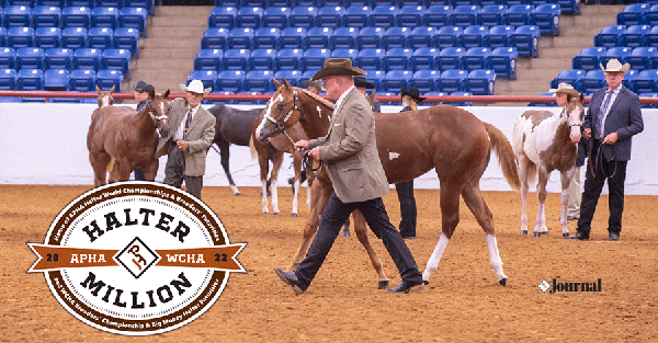 APHA/WCHA Halter Million- A Million Reasons to Head to Fort Worth in September 2022