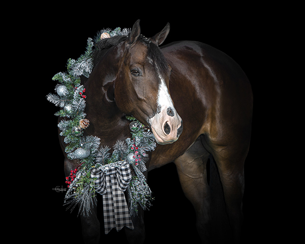 EC Photo of the Day- Ready For Christmas