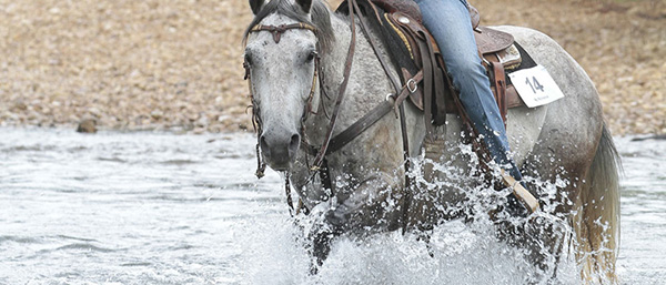 AQHA Horseback Riding Program Hours Deadline- December 31st
