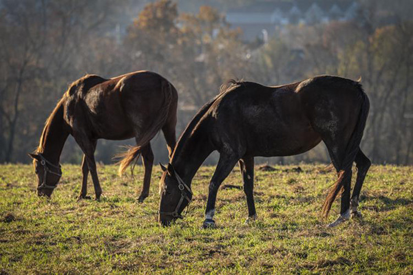 Warmer Weather May Impact Early Foaling Mare Pastures