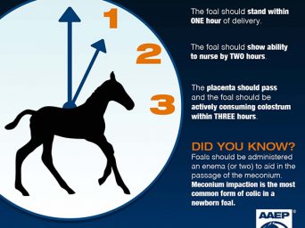 Do You Know the 1-2-3 Post-Foaling Rule?
