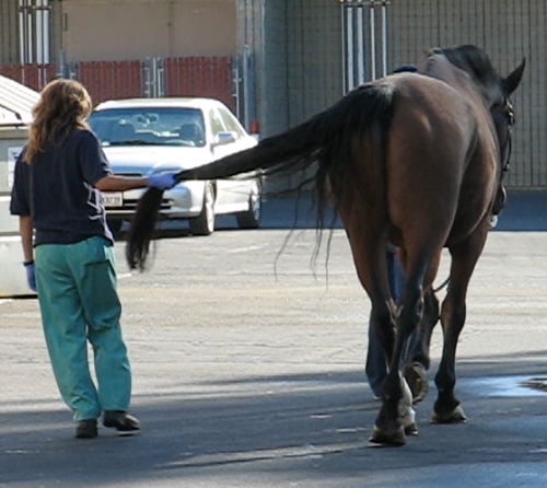 Neurological Examination in the Horse- How It’s Done