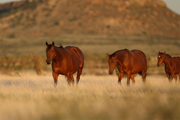 Register For 2022 AQHA Convention