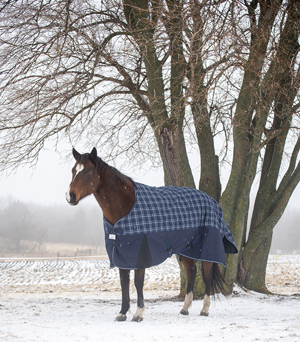 Winter Equine Nutrition: 3 Facts You Need to Know