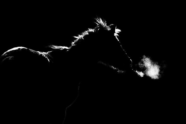 UK Ag Equine Programs Hosts Second Annual Photography Contest