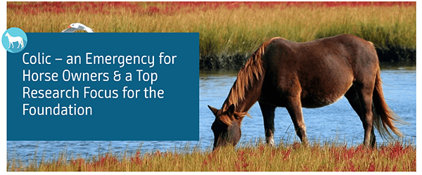 Colic- An Emergency for Horse Owners and Top Research Focus For Animal Foundation