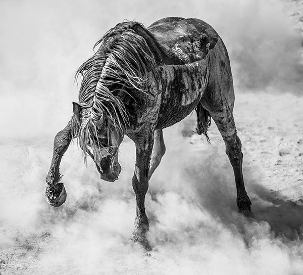 “Anger Management” Image of Wild Stallion Wins International Photography Award