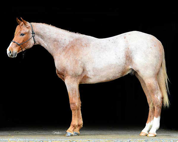 20th Annual Penn State Quarter Horse Sale Bidding Closes May 3rd