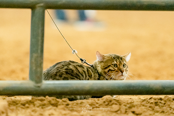 The Most Unusual Animal at a Horse Show…