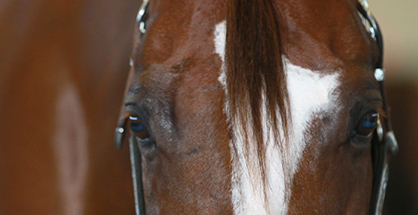 2022 AQHA Guidelines and Rules For Drugs and Medications