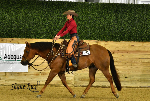 2023 AQHA Leveling Point Ranges Now Available Online