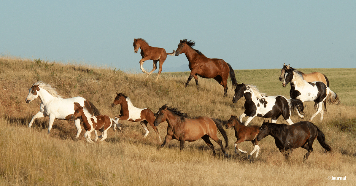 APHA and AQHA Match Stride in New Collaboration