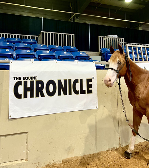 EC Photo of the Day – An Equine Chronicle Fan
