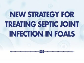 New Strategy for Treating Septic Joint Infection in Foals