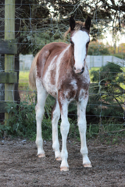 Genetic analysis identifies novel mutation in Standardbred horse