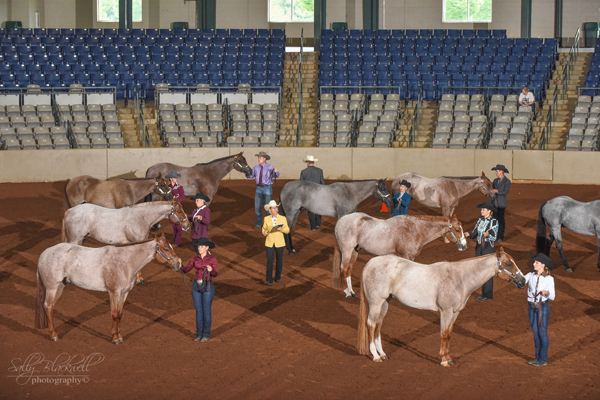 Around the Rings Photos and Results – American Roan Horse Association World Show