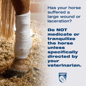 Guidelines to Follow During Equine Emergencies