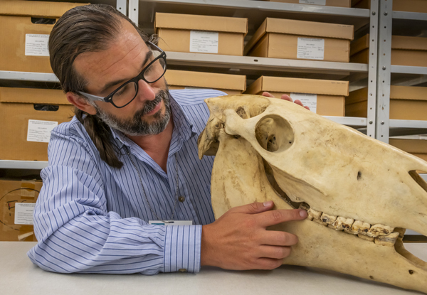 Oldest DNA from Domesticated American Horse Lends Credence to Shipwreck Folklore