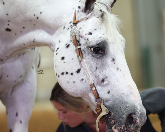 Around the Rings Photos from the 2022 Appaloosa National Show and Youth World Championship