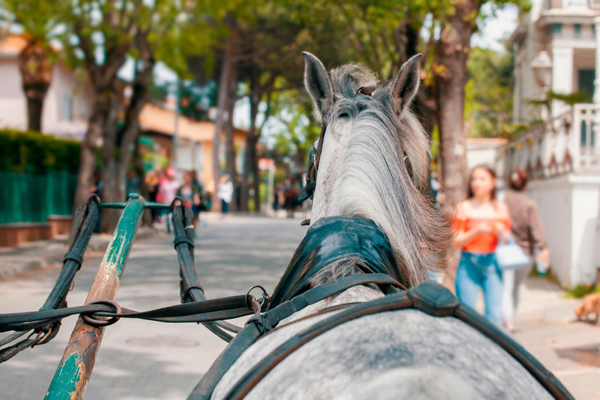 How Well Do Horses Hear Electric Cars?