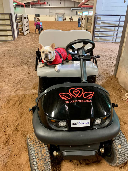 The Best Horse Show Dog