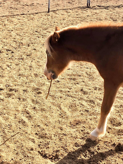 Use of Tools by Horses