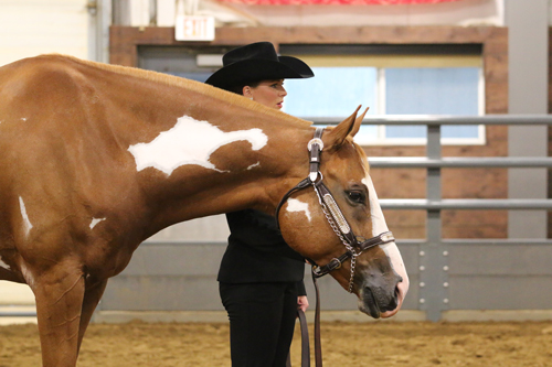 Around the Rings Photos and Results – 2022 Midwest Regional Championship Show