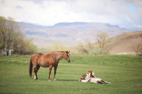 EC Photo of the Day – Momma’s Watchful Eye