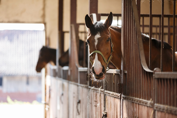 Horses Moved to Individual Stabling Show Stress-Related Changes