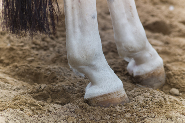 Managing Laminitis in Horses: Sand Bedding and Trimming