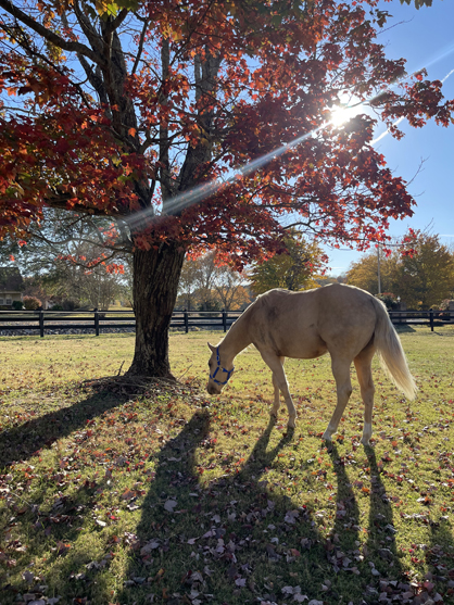 EC Photo of the Day – Palominos and Fall