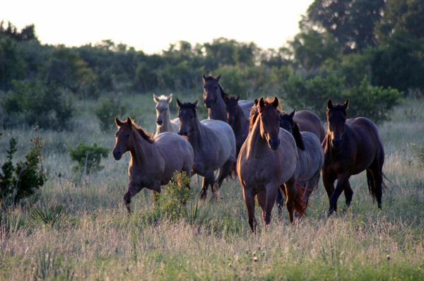 AQHA Adds MYHM Testing to Genetic Health Panel