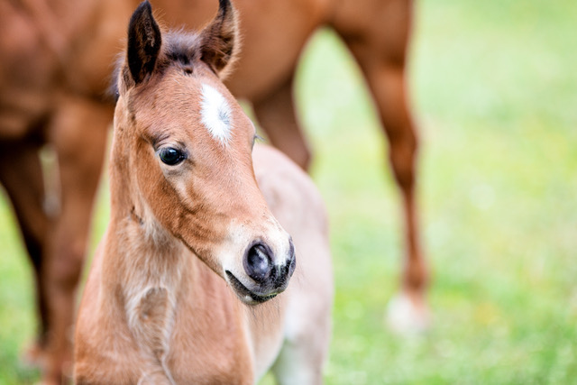 Does Early Castration Affect Foals’ Development?