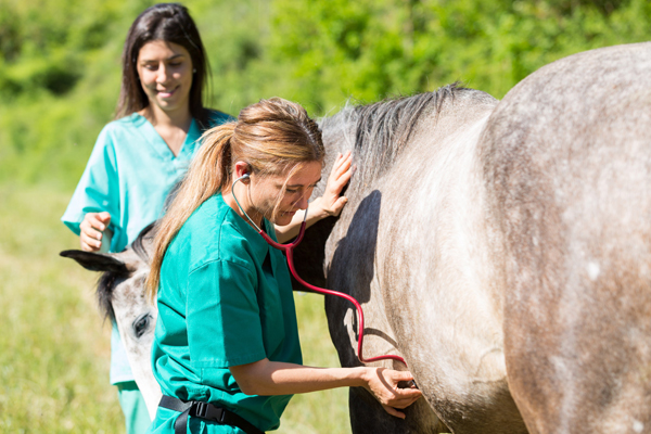 Boehringer Ingelheim Launches The Stable Life