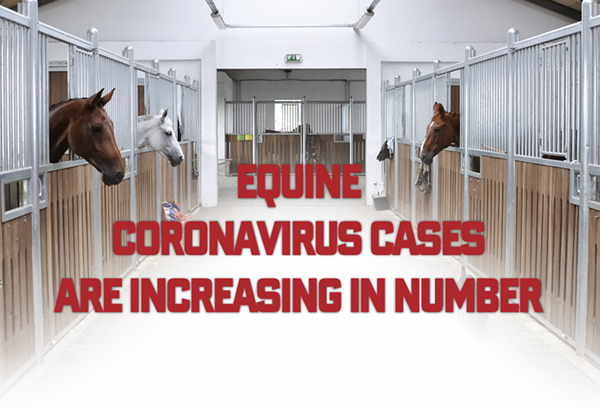 Equine Coronavirus Cases are Increasing in Number