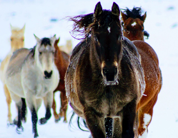 On the Drive with AQHA Chief Executive Officer Karl Stressman